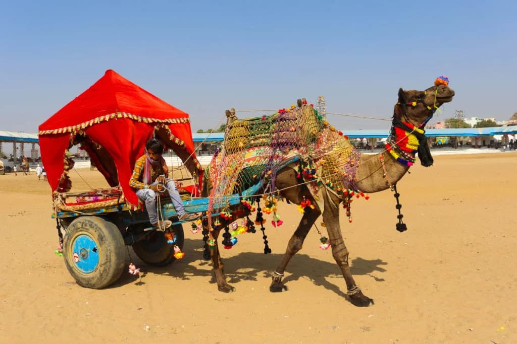 A sunset camel cart ride into the dunes with a Kalbeliya tribal dance performance