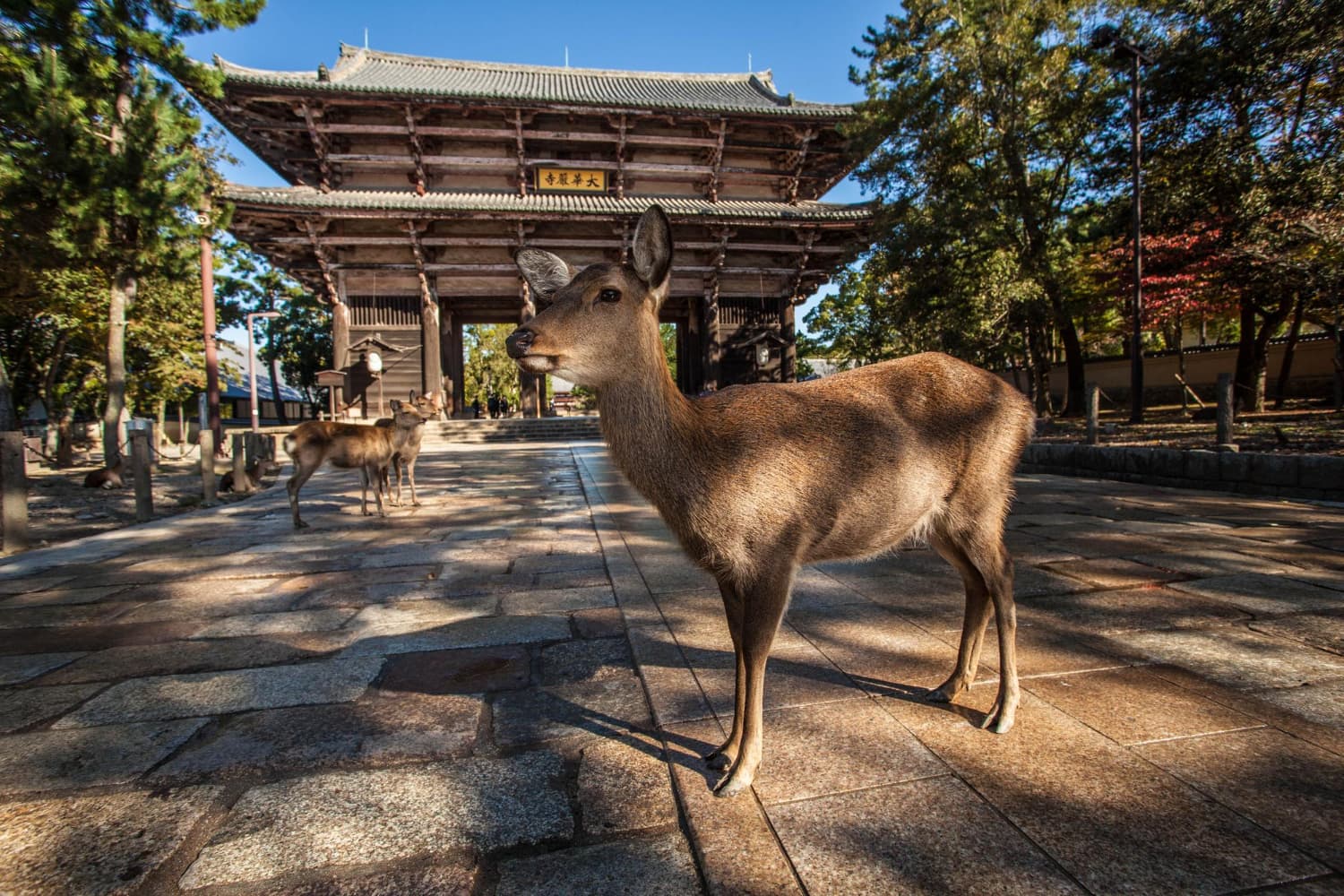 Nara's giant bronze Buddha and the sacred deer that roam free in the park