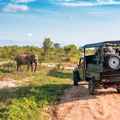Jeep safari in Yala National Park, home to elephants and one of the densest leopard populations on earth