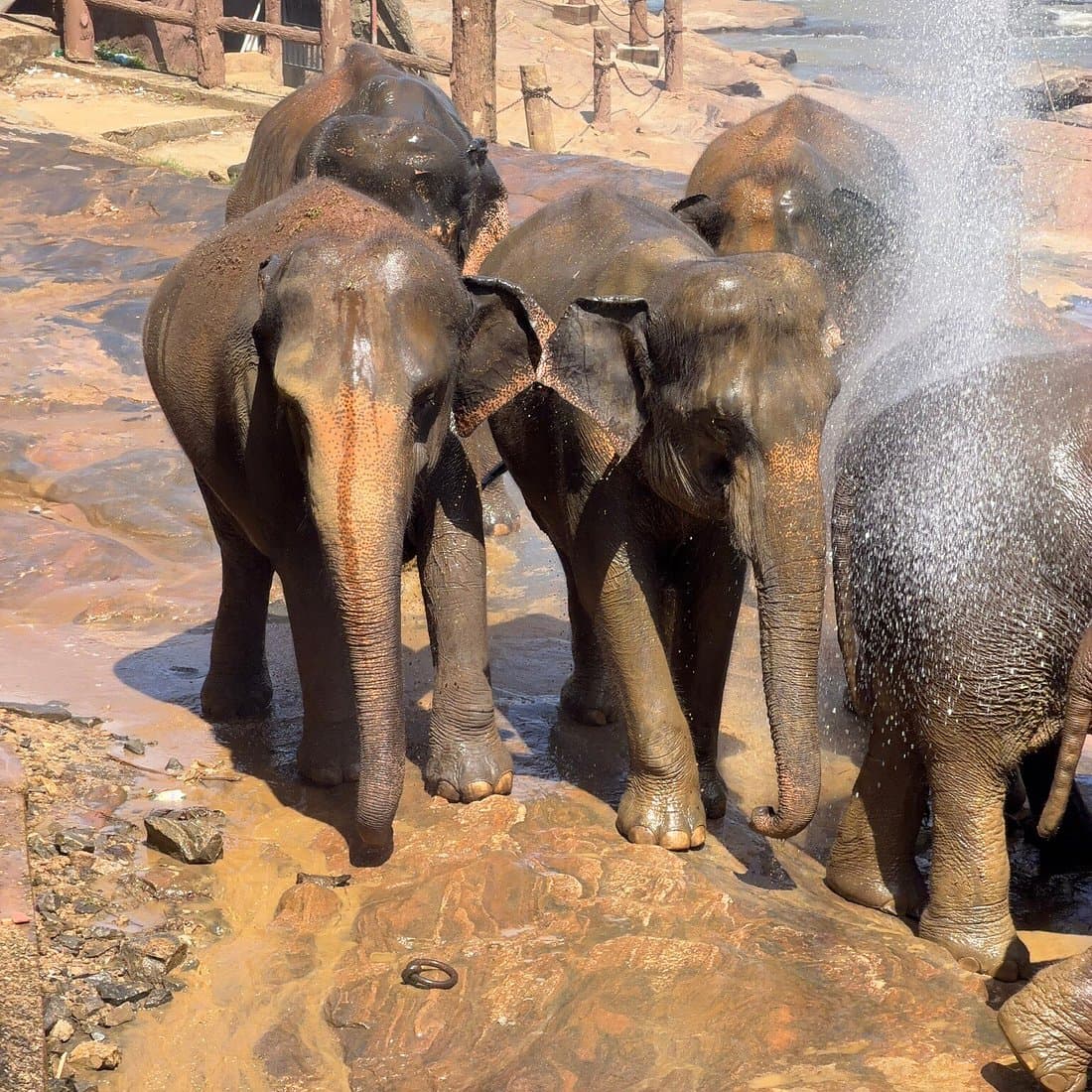 Baby elephants at Pinnawala and a village trek with lunch in a local home